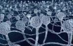 La biomasa es el producto final de la fermentación de la cepa bacteriana desarrollada para producir la molécula BSG005