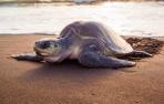 Una tortuga verde en la playa del Ostional, en Costa Rica