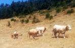 Pastos totalmente amarillos en Erro; no permiten alimentar al ganado