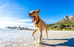 perro