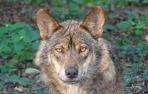 lobo ibérico