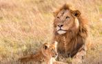Leones en la sabana