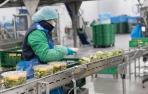 Operarios en la línea de producción de la empresa Vegetales Línea Verde, en una imagen tomada en el mes de enero