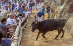 Fotos del último encierro del Pilón de Falces