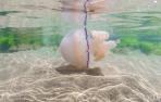 medusas