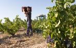 Timofte Gheorghe carga con una barquilla de uvas en la Finca de la Cantera, de Murchante