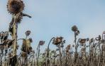 GIRASOLES-SECOS