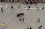 Fotos del toro ensogado de Lodosa