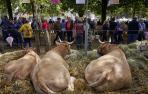Feria de ganado pirenaico
