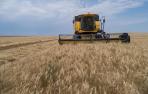 Imagen de un campo de cereal en Tudela, en plena cosecha.
