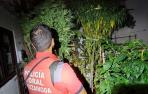 Plantas de marihuana decomisadas a persona investigada