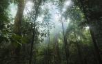 Bosque tropical