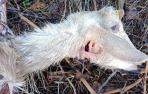 Cabra atacada por un lobo