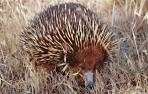 Imagen de un ejemplar de un equidnas australiano