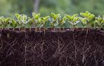PLANTAS-RAICES-FERTILIZANTES