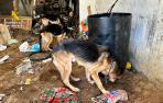 Perros