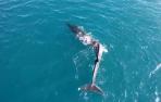 Localizada cerca de Cullera una ballena con una grave lesión de columna
