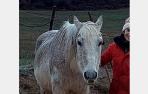 Capote, el caballo ciego y de 21 años buscado en Isuerre
