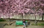 Cerezos en flor