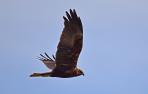 aguilucho