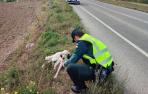 Rescate de un perro perdido en la NA-132, cerca de Larraga