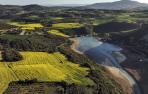 Campos de Colza en el entorno del embalse de Alloz.