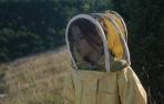 especies-abejas