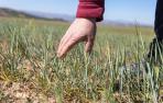 Campo de cebada en una finca de secano en Tudela. La planta presenta signos de agostamiento