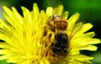 abeja polen
