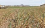 campos agostados sequia tudela agricultura