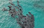 51 ballenas piloto de aleta larga murieron