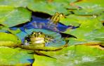 ranas