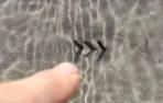 Pez araña