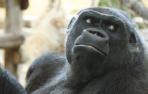 Nadia, la primera gorila que llegó al Parque de la Naturaleza de Cabárceno en 2007