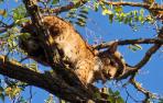 El lince ibérico aparecido en un árbol de Úbeda