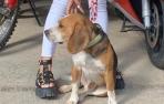 Perdigón, el Beagle encontrado en un área de descanso de la Autovía del Ebro