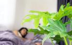 Plantas en el dormitorio