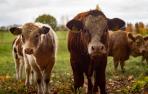 vaca