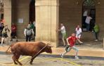 toro ensogado en fiestas de Lodosa 2023