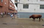toro ensogado en fiestas de Lodosa 2023