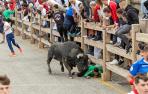 Fotos del sexto y último encierro de las fiestas de Sangüesa.