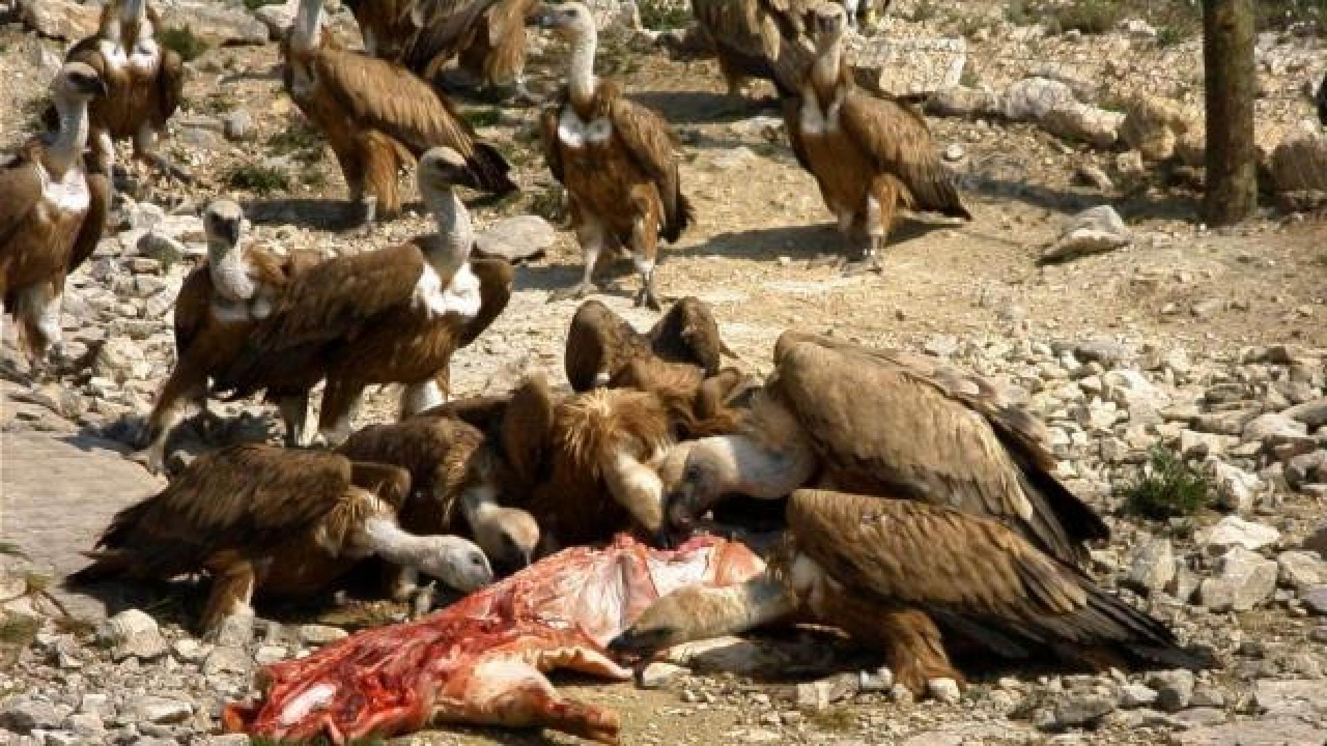 Imagen de un grupo de buitres comiendo un animal muerto. 	ARCHIVO