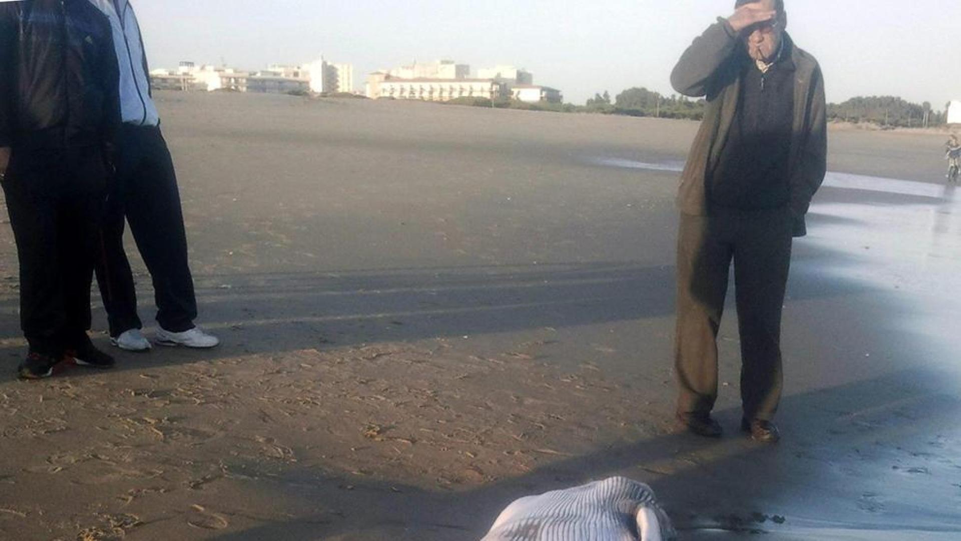 Hallado el cadáver de una cría de ballena en Huelva