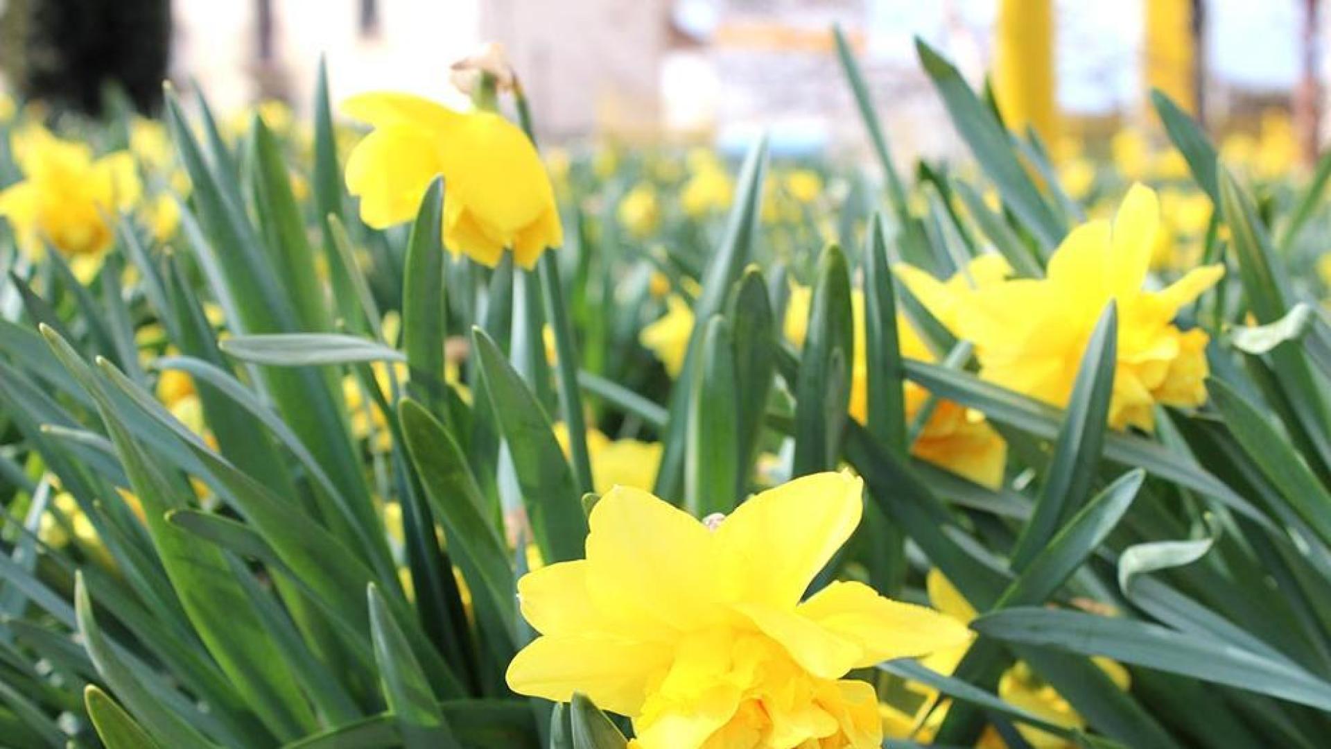 Las primeras flores