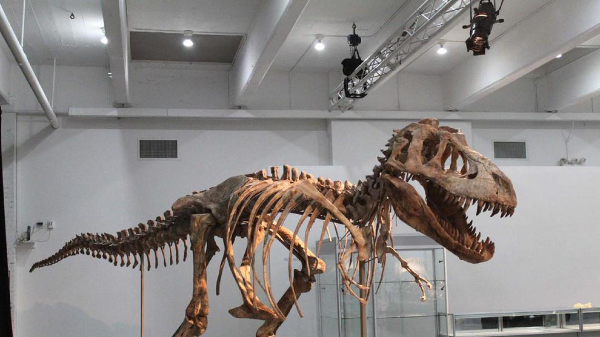 Subastan un esqueleto del pariente asiático del Tiranosaurio Rex