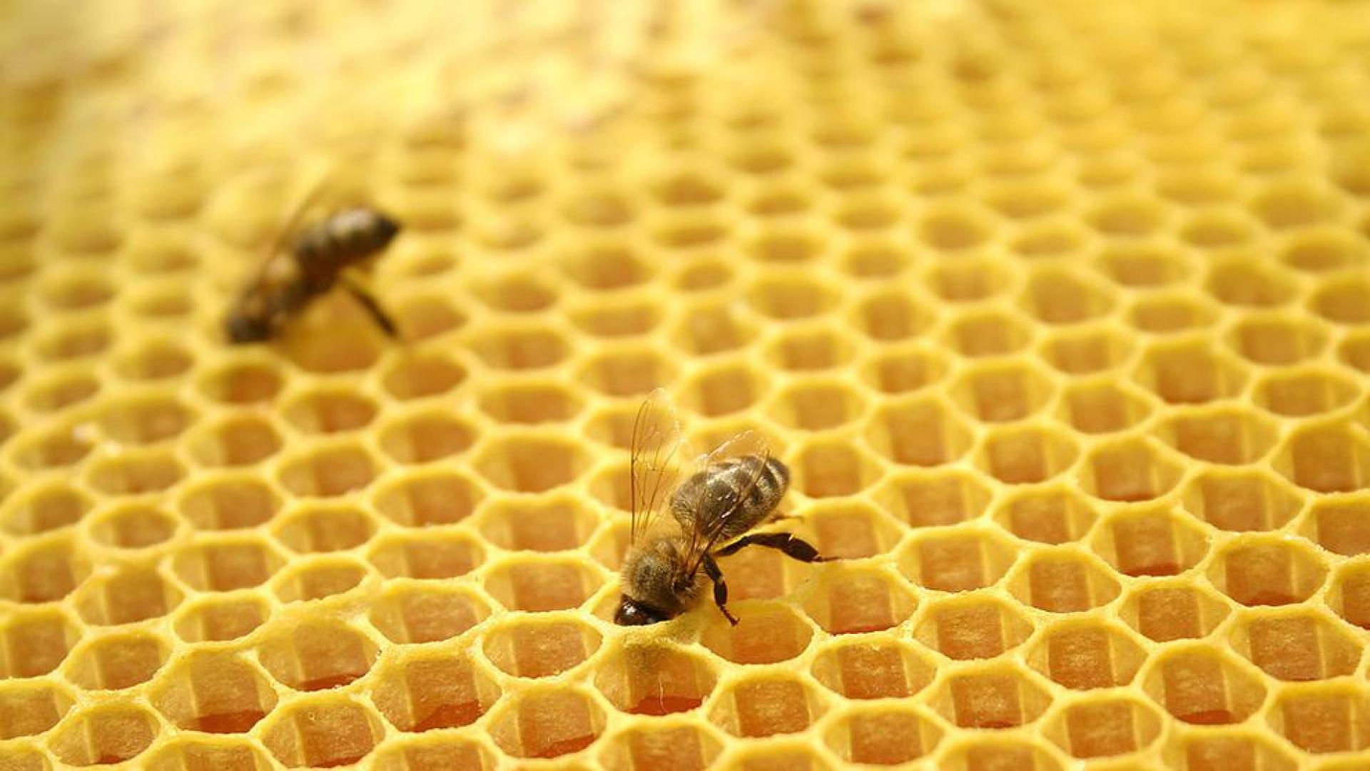 El ocaso de las abejas