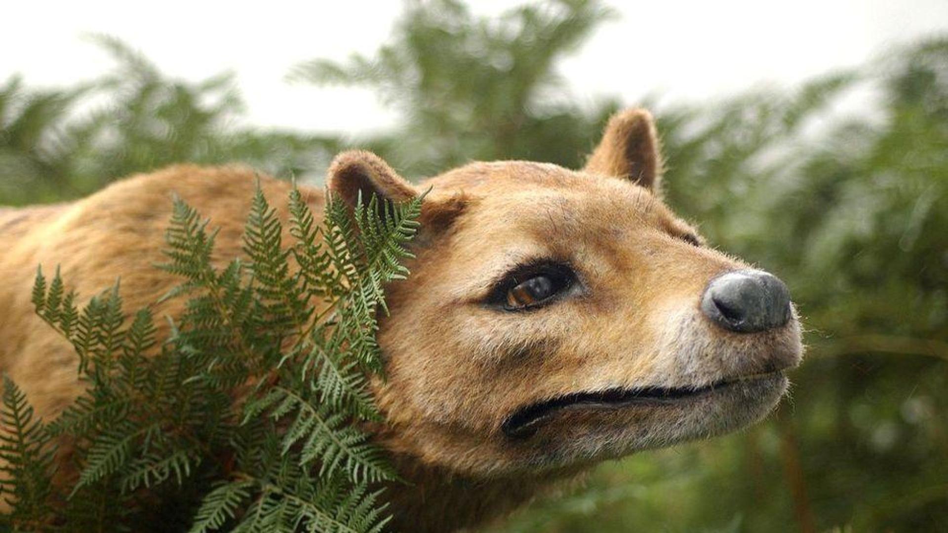 El hombre, responsable de la extinci&oacute;n del tigre de Tasmania