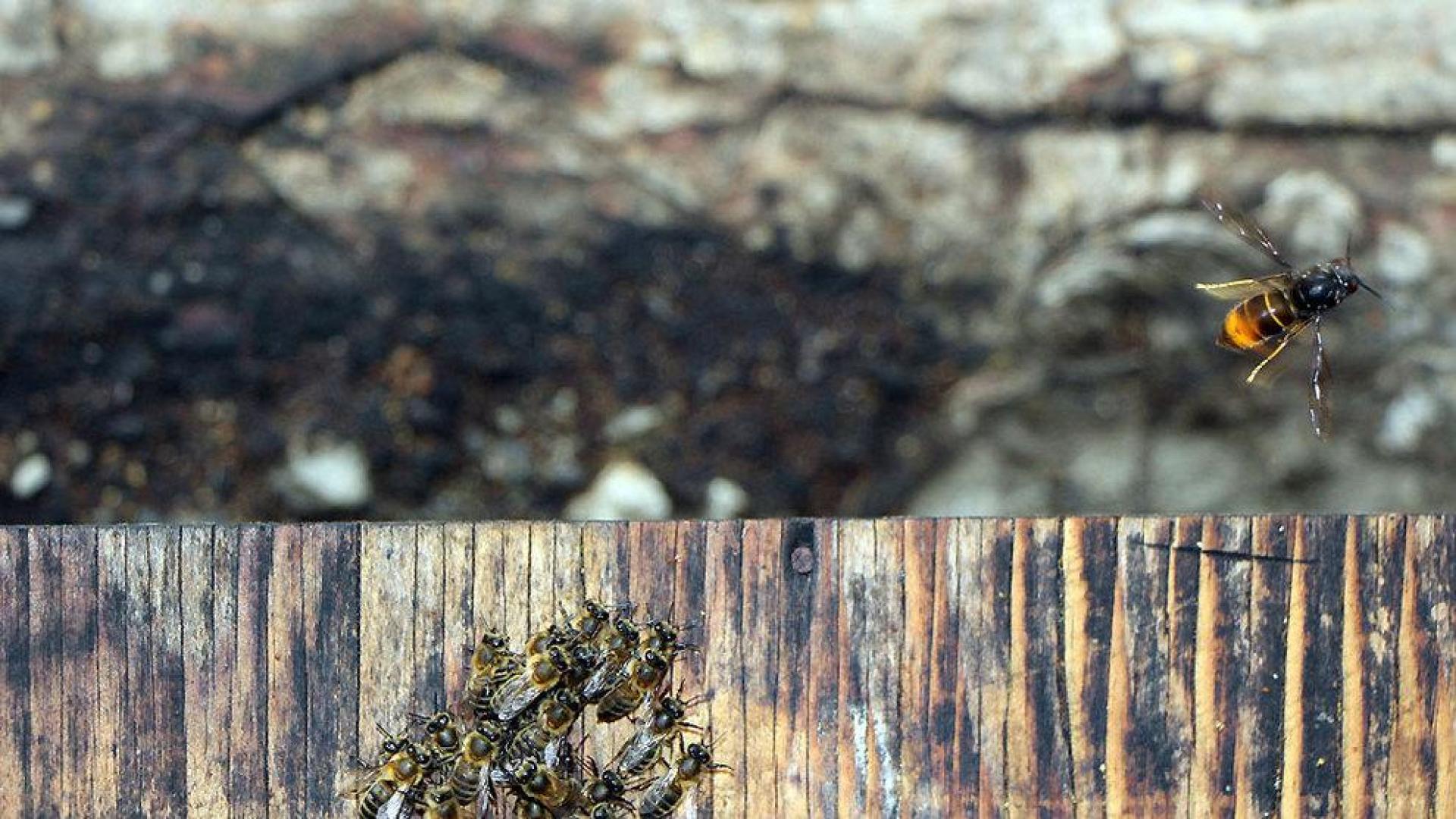 Charla sobre la abeja productora de miel en el Museo de Educaci&oacute;n Ambiental