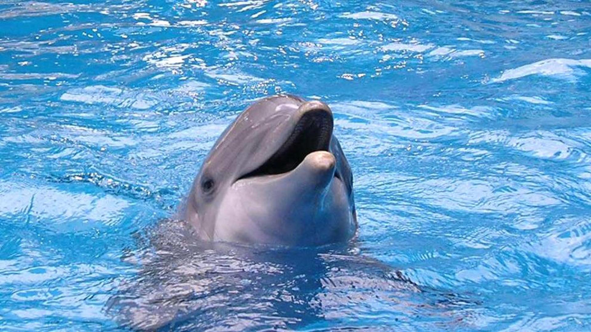 Los delfines, los animales con la memoria m&aacute;s larga