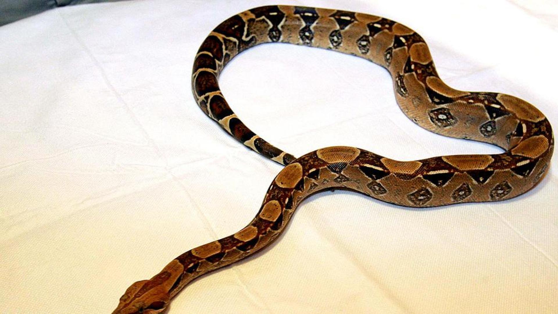 Buscan una boa en un pantano de Ciudad Real